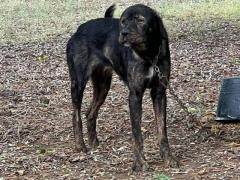 TATI 3 ANNI SHILA 5 ANNI TAGLIA MEDIA 20/25 KG