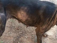 TATI 3 ANNI SHILA 5 ANNI TAGLIA MEDIA 20/25 KG