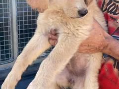 CUCCIOLI TAGLIA GRANDE 2 MESI