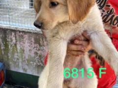 CUCCIOLI TAGLIA GRANDE 2 MESI