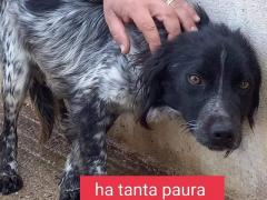 PEPE 5 ANNI 10 KG TAGLIA PICCOLA IN CANILE
