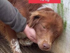 BROWN 5 ANNI 10 KG IN CANILE