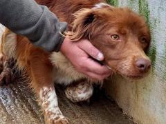 BROWN 5 ANNI 10 KG IN CANILE