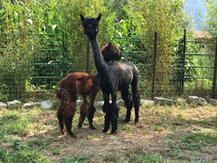 alpaca da allevamento professionale