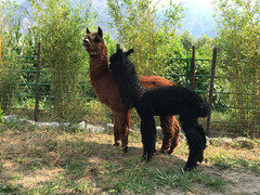 alpaca da allevamento professionale