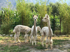 alpaca da allevamento professionale