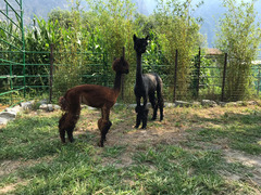 alpaca da allevamento professionale