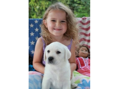 Labrador Retreiver cuccioli