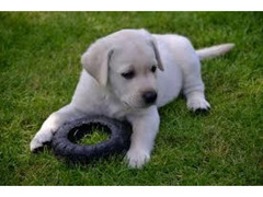 Labrador Retreiver cuccioli