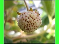 Fragola Pesca