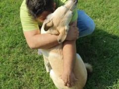 Adotta FLICKA, 9 mesi, taglia media