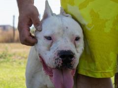Adotta TITO, 7 anni, Dogo Argentino buonissimo