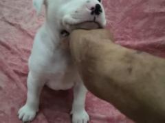 Adotta RAFFAELLO, 2 mesi, taglia media