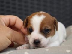 Cuccioli Jack Russell terrier