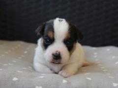 Cuccioli Jack Russell terrier