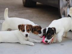 Cuccioli Jack Russell terrier