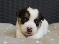 Cuccioli Jack Russell terrier
