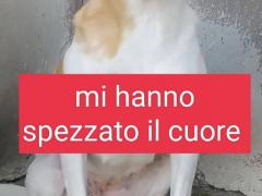 CANDY 4 ANNI 15 KG CIRCA IN CANILE