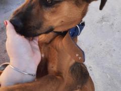 Adotta JOHN, 7 mesi, taglia media