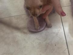 Chihuahua toy