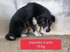 ONIX MASCHIO 6 ANNI 15 KG IN CANILE #1