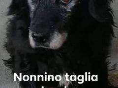 NONNO SAM 12 ANNI 10 KG CIRCA   IN CANILE