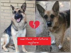 COPPIA PASTORI TEDESCHI YUMA 10 ANNI ZARA 3 ANNI