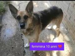 COPPIA PASTORI TEDESCHI YUMA 10 ANNI ZARA 3 ANNI