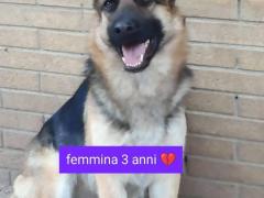 COPPIA PASTORI TEDESCHI YUMA 10 ANNI ZARA 3 ANNI