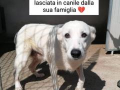 BRANDY 8 ANNI 15/18 KG TAGLIA MEDIA