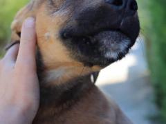 TALA CUCCIOLA 5 MESI