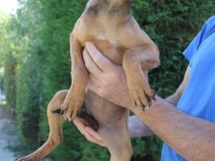 TALA CUCCIOLA 5 MESI