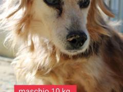 KOBE MASCHIO 14 ANNI 10 KG TAGLIA PICCOLA IN CANILE DAL 2009