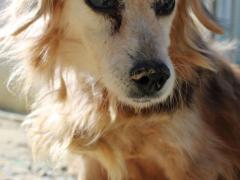 KOBE MASCHIO 14 ANNI 10 KG TAGLIA PICCOLA IN CANILE DAL 2009