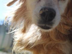 KOBE MASCHIO 14 ANNI 10 KG TAGLIA PICCOLA IN CANILE DAL 2009