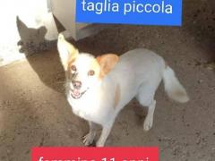 PRINCY 11 ANNI 8/10 KG TAGLIA PICCOLA