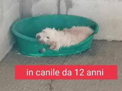 MILLY 12 ANNI TAGLIA MEDIA 20/25 KG