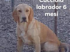 SASHA CUCCIOLA LABRADOR 6 MESI CESSIONE DI PROPRIETA’