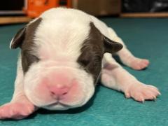 Cuccioli di American Pitbull terrier