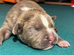 Cuccioli di American Pitbull terrier