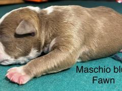 Cuccioli di American Pitbull terrier
