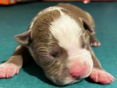 Cuccioli di American Pitbull terrier