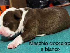Cuccioli di American Pitbull terrier