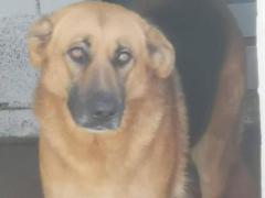 ROSE 3 ANNI PASTORE TEDESCO