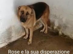 ROSE 3 ANNI PASTORE TEDESCO