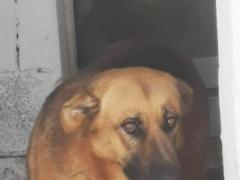 ROSE 3 ANNI PASTORE TEDESCO