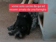 SISSY 8 ANNI SIMIL SPINONCINA TAGLIA MEDIA IN CANILE