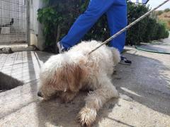 AMADEUS 14 ANNI 25 KG  SPINONE ITALIANO #1