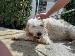 AMADEUS 14 ANNI 25 KG  SPINONE ITALIANO #2