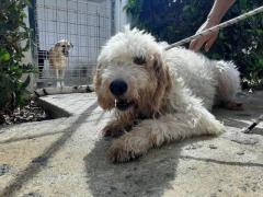 AMADEUS 14 ANNI 25 KG  SPINONE ITALIANO #3